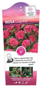 Roos 'Melrose' - afbeelding 1