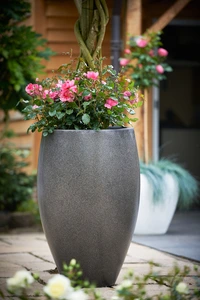 Roos 'Melrose' - afbeelding 3