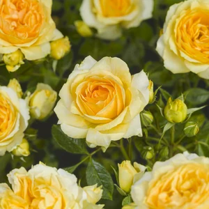 Roos 'Midnight Romanza'® - afbeelding 5