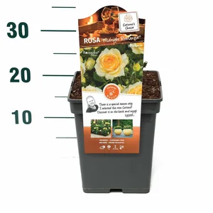 Roos 'Midnight Romanza'® - afbeelding 2