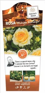 Roos 'Midnight Romanza'® - afbeelding 1