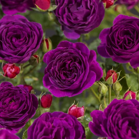 Roos 'Minerva' - afbeelding 3