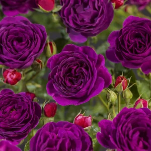 Roos 'Minerva' - afbeelding 3