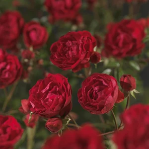 Roos 'Morsdag' - afbeelding 4