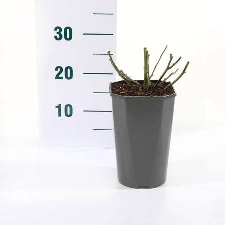 Roos 'Morsdag' - afbeelding 2