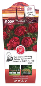 Roos 'Morsdag' - afbeelding 1