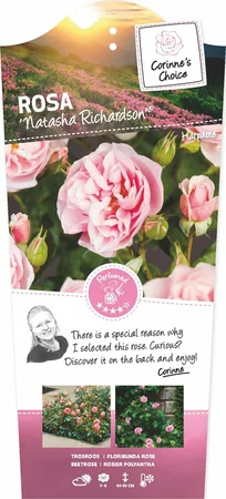 Roos 'Natasha Richardson'® - afbeelding 1