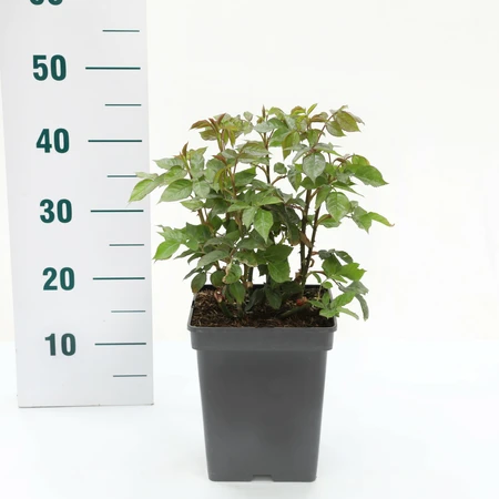 Roos 'Nautica'® - afbeelding 2