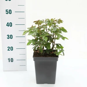 Roos 'Nautica'® - afbeelding 2