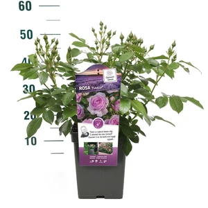 Roos 'Nautica'® - afbeelding 3