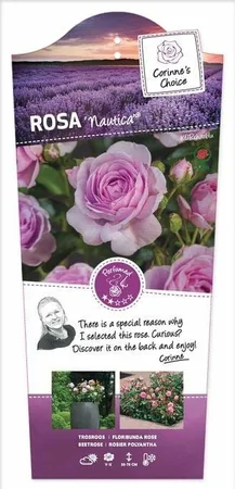 Roos 'Nautica'® - afbeelding 1