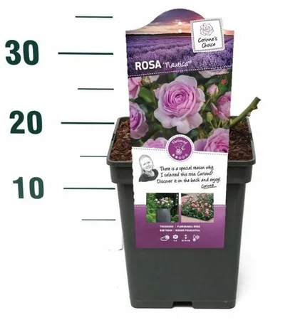 Roos 'Nautica'® - afbeelding 2