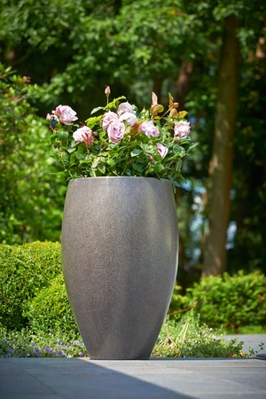 Roos 'Nautica'® - afbeelding 3