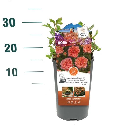 Roos 'Ninetta'® - afbeelding 2