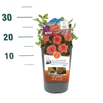 Roos 'Ninetta'® - afbeelding 2