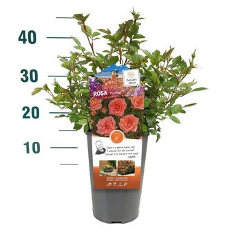 Roos 'Ninetta'® - afbeelding 3