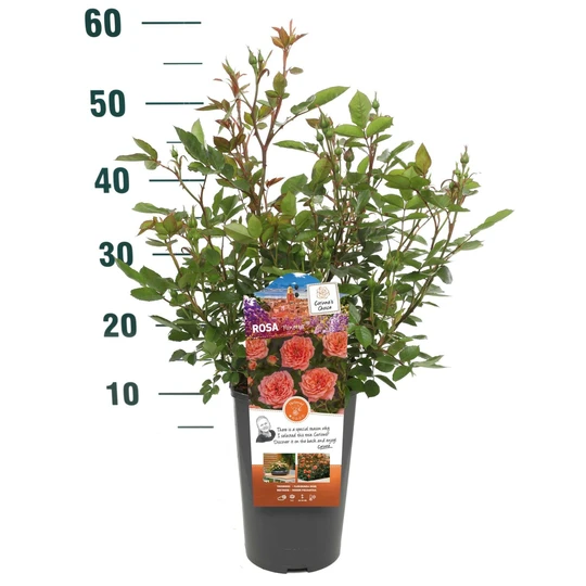 Roos 'Ninetta'® - afbeelding 4