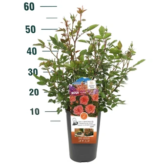 Roos 'Ninetta'® - afbeelding 4