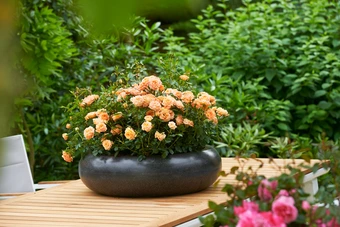 Roos 'Ninetta'® - afbeelding 6