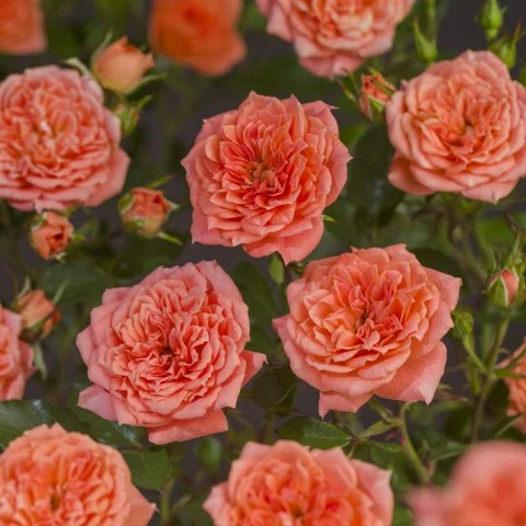 Roos 'Ninetta'® - afbeelding 5