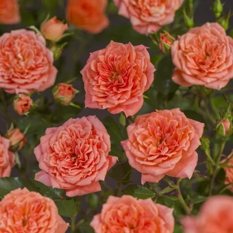 Roos 'Ninetta'® - afbeelding 5
