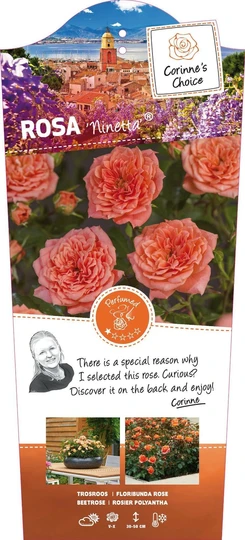 Roos 'Ninetta'® - afbeelding 1