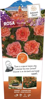 Roos 'Ninetta'® - afbeelding 1