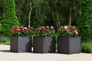 Roos 'Nostalgie'® - afbeelding 3