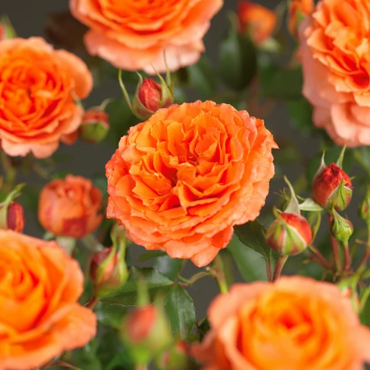 Roos 'Orange Meilove'® - afbeelding 5