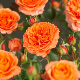 Roos 'Orange Meilove'® - afbeelding 5