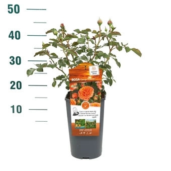 Roos 'Orange Meilove'® - afbeelding 3