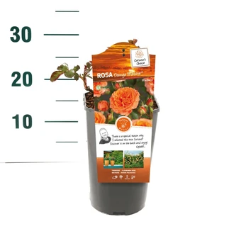 Roos 'Orange Meilove'® - afbeelding 2