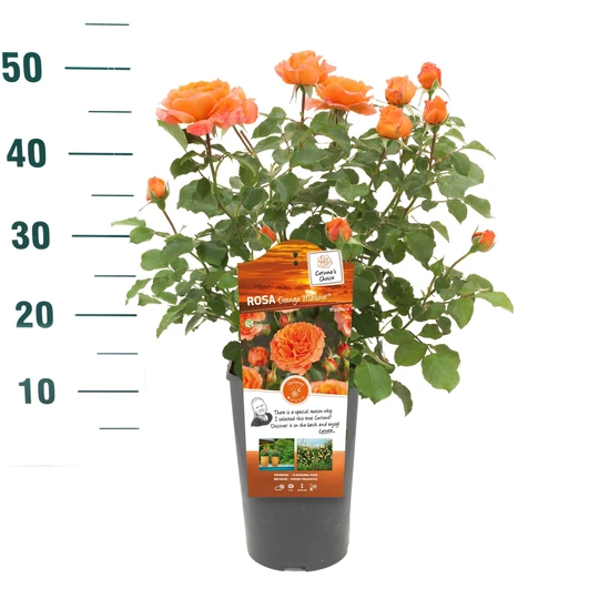 Roos 'Orange Meilove'® - afbeelding 4