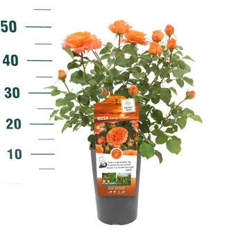 Roos 'Orange Meilove'® - afbeelding 4