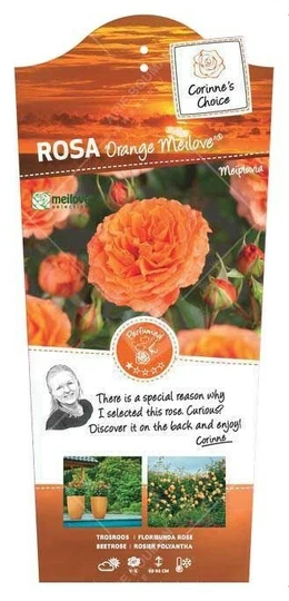 Roos 'Orange Meilove'® - afbeelding 1