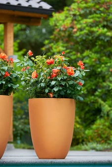 Roos 'Orange Meilove'® - afbeelding 7