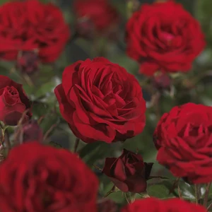 Roos 'Paul'S Scarlet Climber' - afbeelding 3