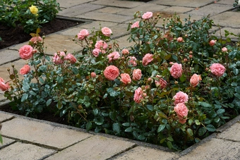 Roos 'Pink Babyflor'® - afbeelding 5