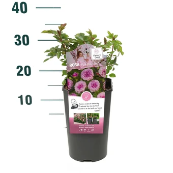Roos 'Pink Babyflor'® - afbeelding 2