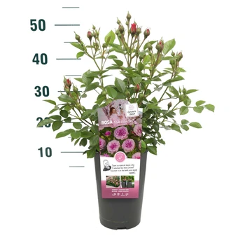 Roos 'Pink Babyflor'® - afbeelding 3
