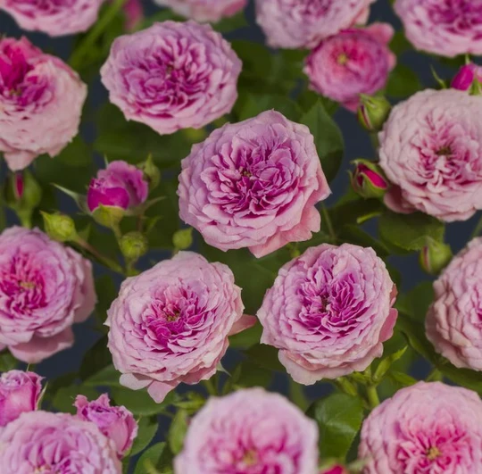 Roos 'Pink Babyflor'® - afbeelding 4