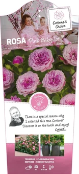 Roos 'Pink Babyflor'® - afbeelding 1