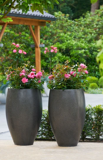Roos 'Pink Babyflor'® - afbeelding 6