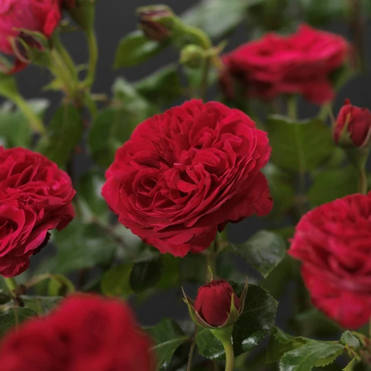 Roos 'Red Leonardo Da Vinci'® - afbeelding 5