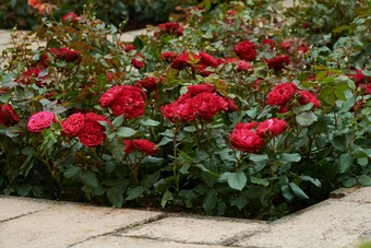 Roos 'Red Leonardo Da Vinci'® - afbeelding 6