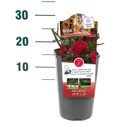 Roos 'Red Leonardo Da Vinci'® - afbeelding 2