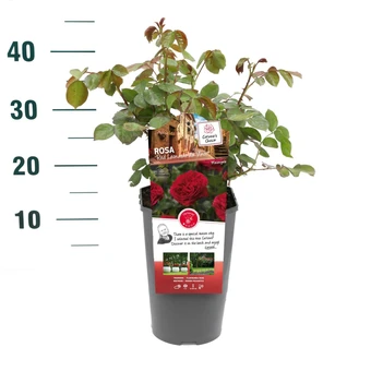 Roos 'Red Leonardo Da Vinci'® - afbeelding 3