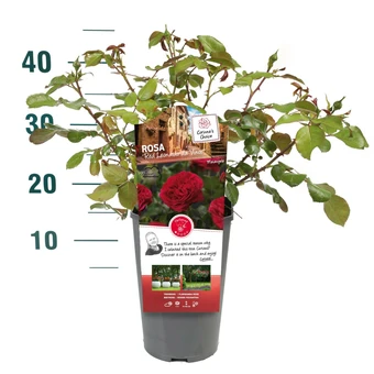 Roos 'Red Leonardo Da Vinci'® - afbeelding 4