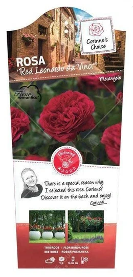 Roos 'Red Leonardo Da Vinci'® - afbeelding 1