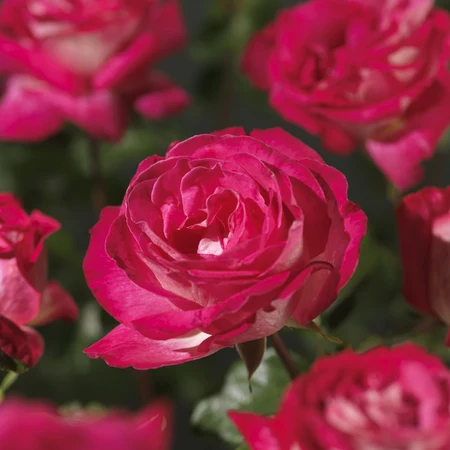 Roos 'Rose Gaujard' - afbeelding 3